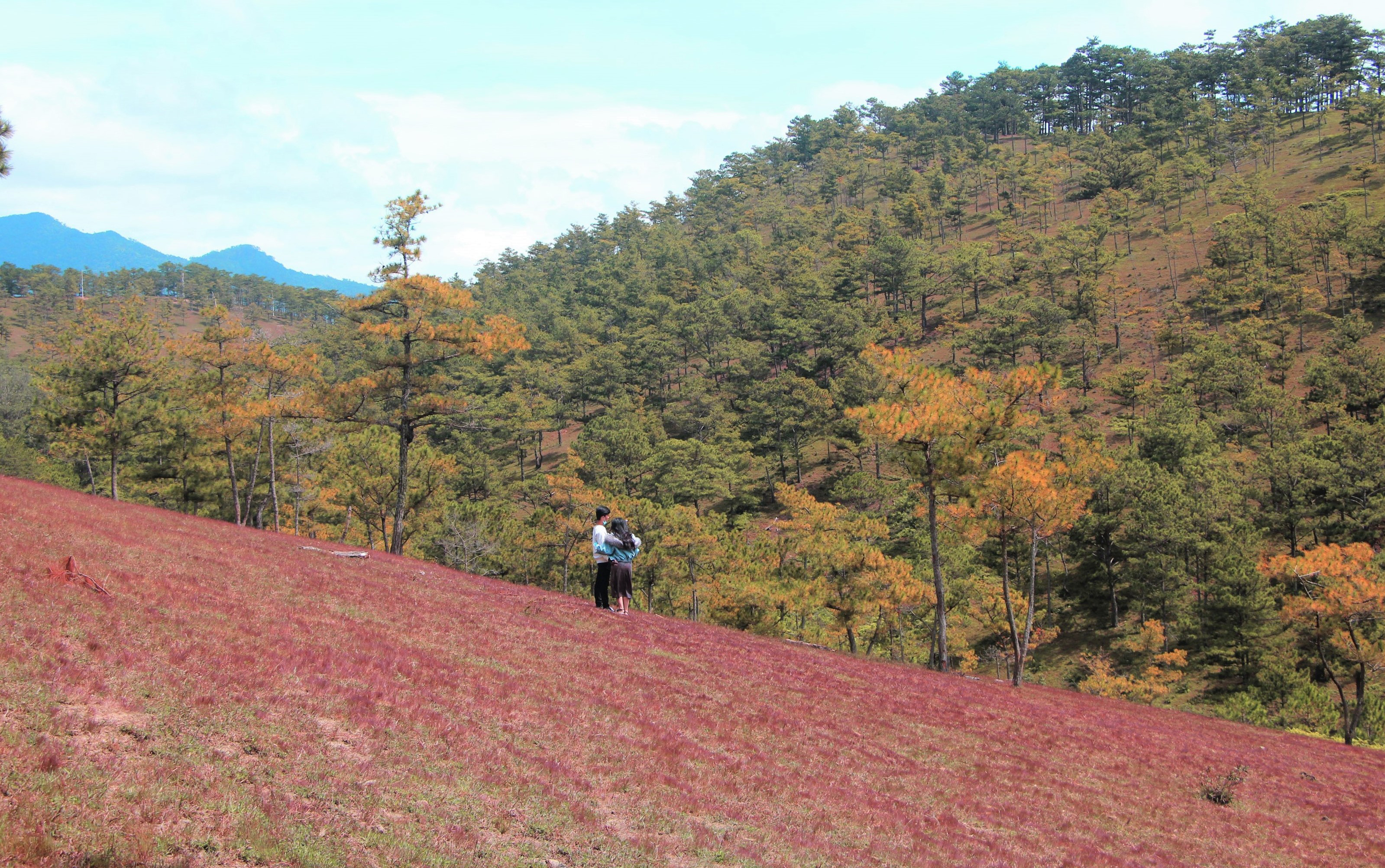 Mùa hội cỏ hồng Langbiang 2018